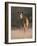 Indian Sambar Deer Ranthambore Np, Rajasthan, India-Jean-pierre Zwaenepoel-Framed Photographic Print