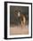 Indian Sambar Deer Ranthambore Np, Rajasthan, India-Jean-pierre Zwaenepoel-Framed Photographic Print