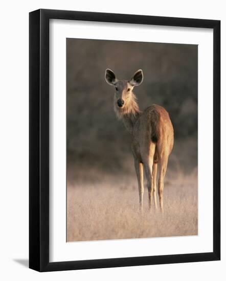 Indian Sambar Deer Ranthambore Np, Rajasthan, India-Jean-pierre Zwaenepoel-Framed Photographic Print