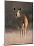 Indian Sambar Deer Ranthambore Np, Rajasthan, India-Jean-pierre Zwaenepoel-Mounted Photographic Print