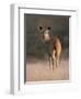 Indian Sambar Deer Ranthambore Np, Rajasthan, India-Jean-pierre Zwaenepoel-Framed Photographic Print