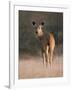 Indian Sambar Deer Ranthambore Np, Rajasthan, India-Jean-pierre Zwaenepoel-Framed Photographic Print