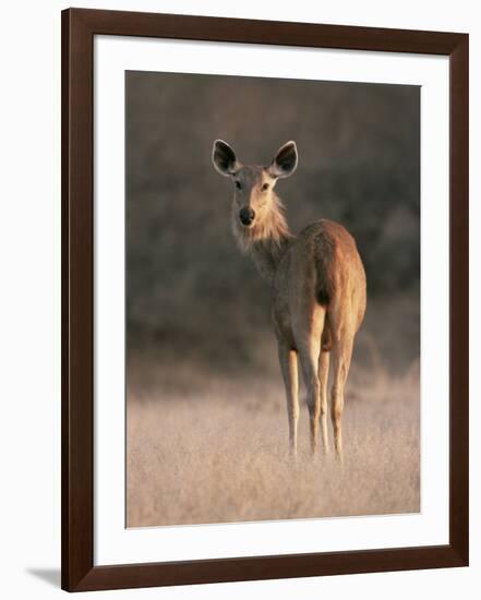 Indian Sambar Deer Ranthambore Np, Rajasthan, India-Jean-pierre Zwaenepoel-Framed Photographic Print