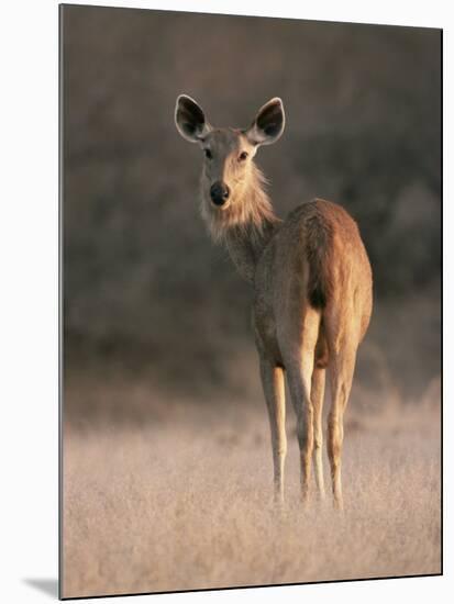 Indian Sambar Deer Ranthambore Np, Rajasthan, India-Jean-pierre Zwaenepoel-Mounted Photographic Print