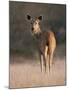 Indian Sambar Deer Ranthambore Np, Rajasthan, India-Jean-pierre Zwaenepoel-Mounted Photographic Print