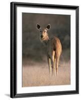 Indian Sambar Deer Ranthambore Np, Rajasthan, India-Jean-pierre Zwaenepoel-Framed Photographic Print