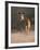 Indian Sambar Deer Ranthambore Np, Rajasthan, India-Jean-pierre Zwaenepoel-Framed Photographic Print