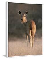 Indian Sambar Deer Ranthambore Np, Rajasthan, India-Jean-pierre Zwaenepoel-Framed Photographic Print