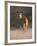 Indian Sambar Deer Ranthambore Np, Rajasthan, India-Jean-pierre Zwaenepoel-Framed Photographic Print