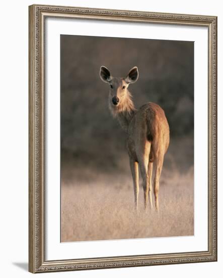 Indian Sambar Deer Ranthambore Np, Rajasthan, India-Jean-pierre Zwaenepoel-Framed Photographic Print