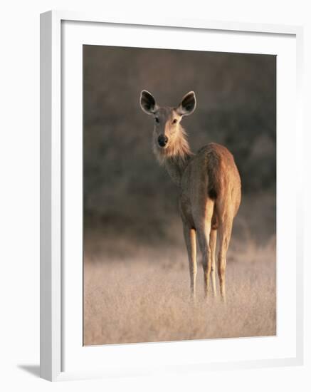 Indian Sambar Deer Ranthambore Np, Rajasthan, India-Jean-pierre Zwaenepoel-Framed Photographic Print