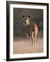 Indian Sambar Deer Ranthambore Np, Rajasthan, India-Jean-pierre Zwaenepoel-Framed Photographic Print
