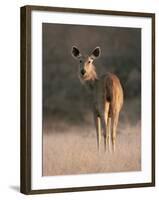 Indian Sambar Deer Ranthambore Np, Rajasthan, India-Jean-pierre Zwaenepoel-Framed Photographic Print