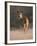 Indian Sambar Deer Ranthambore Np, Rajasthan, India-Jean-pierre Zwaenepoel-Framed Photographic Print