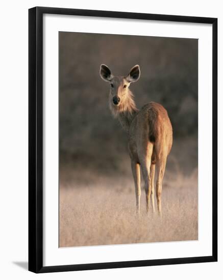 Indian Sambar Deer Ranthambore Np, Rajasthan, India-Jean-pierre Zwaenepoel-Framed Photographic Print