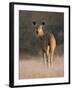 Indian Sambar Deer Ranthambore Np, Rajasthan, India-Jean-pierre Zwaenepoel-Framed Photographic Print