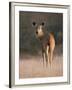 Indian Sambar Deer Ranthambore Np, Rajasthan, India-Jean-pierre Zwaenepoel-Framed Photographic Print