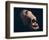 Indian Skull Showing a Typical Deformation, Artefact from the Necropolis in Paracas-null-Framed Giclee Print