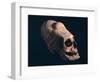 Indian Skull Showing a Typical Deformation, Artefact from the Necropolis in Paracas-null-Framed Giclee Print