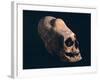 Indian Skull Showing a Typical Deformation, Artefact from the Necropolis in Paracas-null-Framed Giclee Print