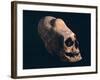 Indian Skull Showing a Typical Deformation, Artefact from the Necropolis in Paracas-null-Framed Giclee Print