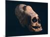 Indian Skull Showing a Typical Deformation, Artefact from the Necropolis in Paracas-null-Mounted Giclee Print