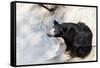 Indian Sloth Bear-vvoevale-Framed Stretched Canvas