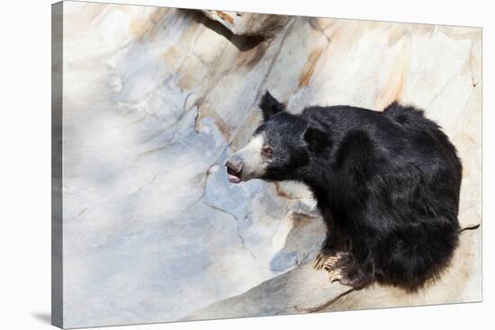 Indian Sloth Bear-vvoevale-Stretched Canvas