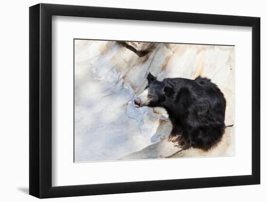 Indian Sloth Bear-vvoevale-Framed Photographic Print