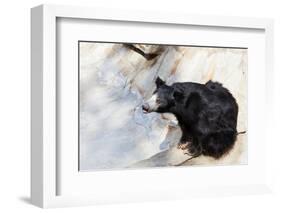 Indian Sloth Bear-vvoevale-Framed Photographic Print