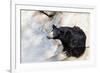 Indian Sloth Bear-vvoevale-Framed Photographic Print