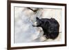 Indian Sloth Bear-vvoevale-Framed Photographic Print