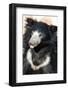 Indian Sloth Bear-Spaxia-Framed Photographic Print