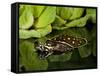 Indian Spotted Softshell Turtle, Lisemys Punctata, Native to India-David Northcott-Framed Stretched Canvas