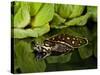 Indian Spotted Softshell Turtle, Lisemys Punctata, Native to India-David Northcott-Stretched Canvas