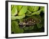 Indian Spotted Softshell Turtle, Lisemys Punctata, Native to India-David Northcott-Framed Photographic Print