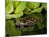 Indian Spotted Softshell Turtle, Lisemys Punctata, Native to India-David Northcott-Mounted Photographic Print