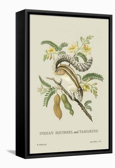 Indian Squirrel and Tamarind-J. Forbes-Framed Stretched Canvas