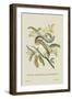 Indian Squirrel and Tamarind-J. Forbes-Framed Art Print