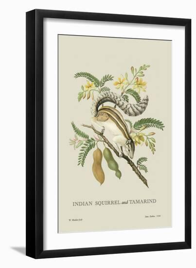 Indian Squirrel and Tamarind-J. Forbes-Framed Art Print