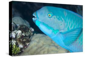 Indian Steephead Parrotfish (Scarus Strongycephalus), Beak Open Feeding, Queensland, Australia-Louise Murray-Stretched Canvas