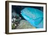 Indian Steephead Parrotfish (Scarus Strongycephalus), Beak Open Feeding, Queensland, Australia-Louise Murray-Framed Photographic Print