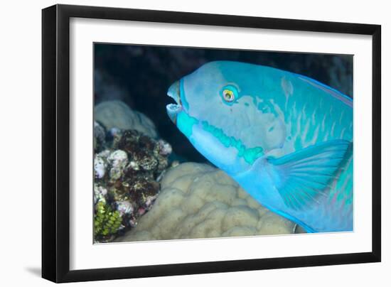 Indian Steephead Parrotfish (Scarus Strongycephalus), Beak Open Feeding, Queensland, Australia-Louise Murray-Framed Photographic Print