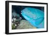 Indian Steephead Parrotfish (Scarus Strongycephalus), Beak Open Feeding, Queensland, Australia-Louise Murray-Framed Photographic Print