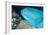 Indian Steephead Parrotfish (Scarus Strongycephalus), Beak Open Feeding, Queensland, Australia-Louise Murray-Framed Photographic Print