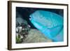 Indian Steephead Parrotfish (Scarus Strongycephalus), Beak Open Feeding, Queensland, Australia-Louise Murray-Framed Photographic Print