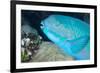 Indian Steephead Parrotfish (Scarus Strongycephalus), Beak Open Feeding, Queensland, Australia-Louise Murray-Framed Photographic Print