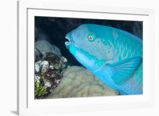 Indian Steephead Parrotfish (Scarus Strongycephalus), Beak Open Feeding, Queensland, Australia-Louise Murray-Framed Photographic Print