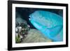 Indian Steephead Parrotfish (Scarus Strongycephalus), Beak Open Feeding, Queensland, Australia-Louise Murray-Framed Photographic Print