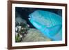 Indian Steephead Parrotfish (Scarus Strongycephalus), Beak Open Feeding, Queensland, Australia-Louise Murray-Framed Photographic Print